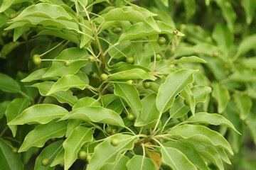 Green fruits and leaves of longstalk holly, Ilex pedunculosa