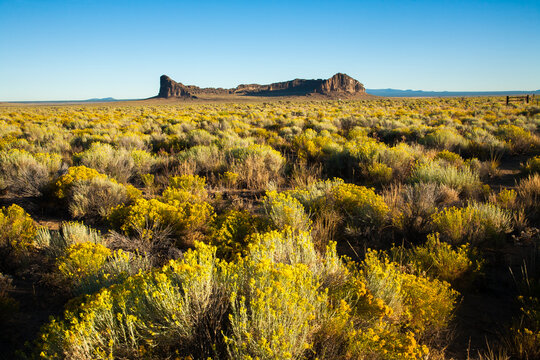 Fort Rock in Fort Rock State Park, located near Silver Lake, Oregon.  Rabbit brush (Ericameria nauseosa) is in bloom.