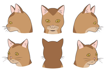 顔アップネコ　アビシニアン