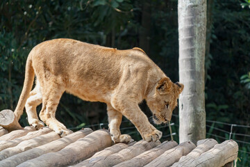 Lion sunbathing in his den