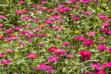 Fototapeta premium colorful cosmos flowers farm