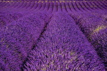 Fototapeta na wymiar Violet lavender fields of the Provence - travel photography