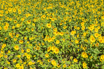 sunflowers farm with yellow flowers