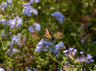 butterfly on a flower