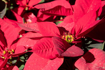 poinsettia flowers with red leaves