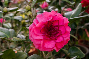 pink camellia flowers