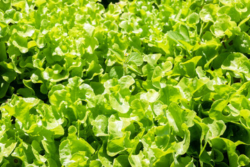 organic green vegetables farm