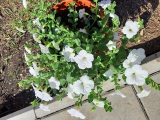 flowers in the garden