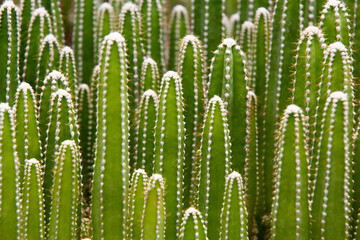 cactus in the desert