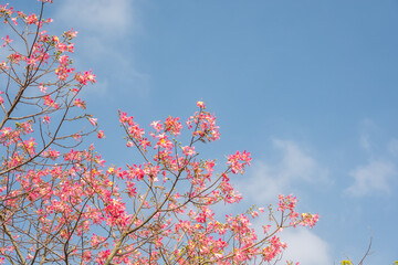 pink silk floss tree flowers