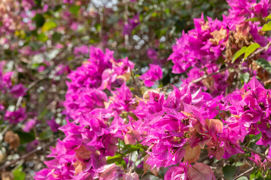 Pink Bougainvillea Flowers