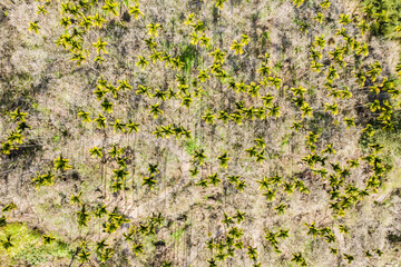 drone view of betel nut tree