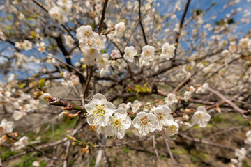 white plum blossom under blue sky