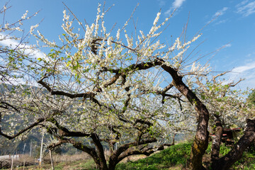 white plum blossom under blue sky