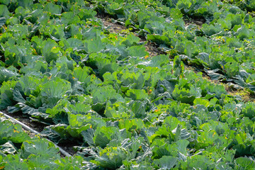 landscape of green cabbage farm