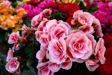 beautiful camellia flowers