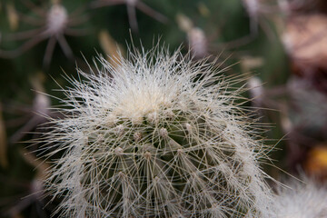 The cactus has a beautiful shape and sharp spines around it.
 
