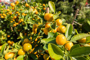 kumquat fruit tree