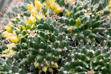 The cactus has a beautiful shape and sharp spines around it.
 
