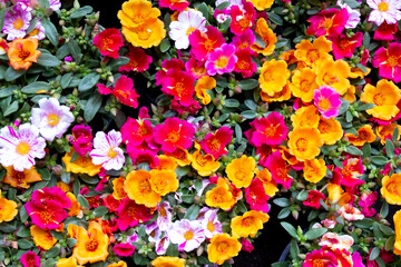 colorful flowers background