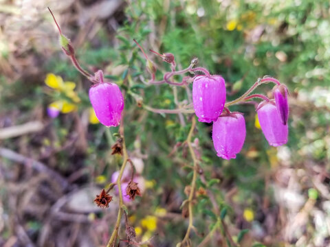 Flowers of St. Dabeoc's or cantabrian heath