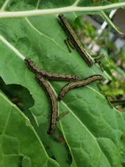 green caterpillar on a leaf