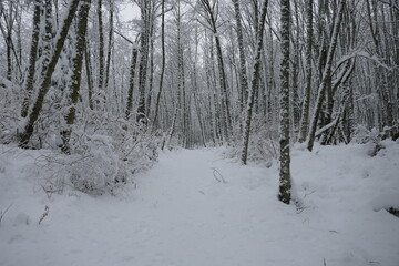 snowing hiking path thru snow covered trees