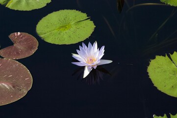 Purple Flower Among Lilly Pads