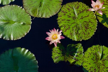 Pink Flower Among Lilly Pads