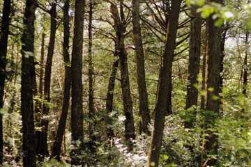 Fototapeta premium 樹海の風景