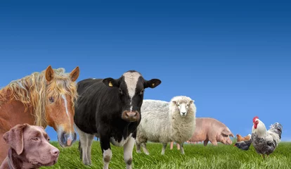 Tragetasche Farm animals livestock collection © NMint