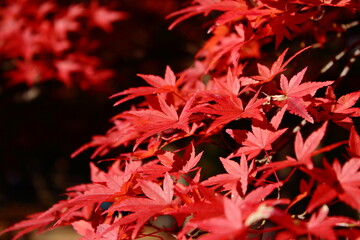 日本の紅葉