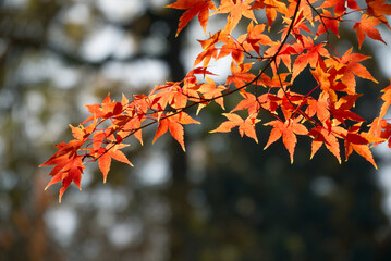 Autumn maple tree branches, red maple leaves, sunshine in fall, foliage