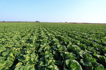 Panorama of green cabbage field in China, organic vegetable cultivation