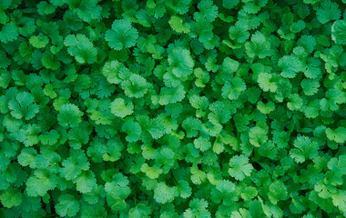 Fresh green coriander, top view, morning dew on leaves, Chinese parsley