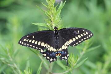 Black swallowtail butterfly