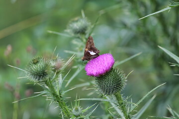 Brown butterfly on thistle