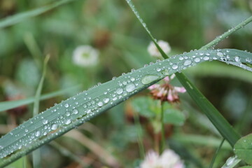 Water Droplets on Grass