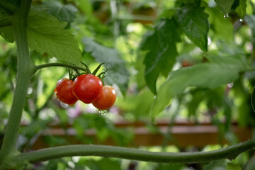 Cherry Tomatoes Ripe on Vine in Garden