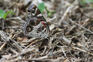 Butterfly in camouflage