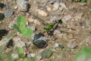 Green Dragonfly on the Ground