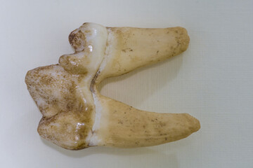 Fototapeta premium Large dirty tooth of dead animal