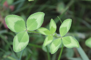 Clover in summertime