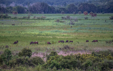 Fototapeta na wymiar wild horses grazing in meadow