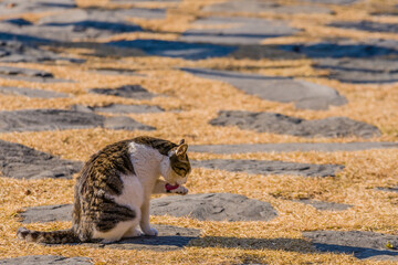 Tabby cat licking its paw