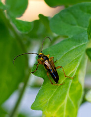 Beetle on a Tomato Plant