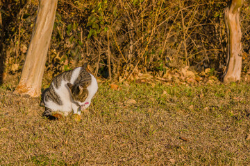 Cat cleaning its paw in front tree