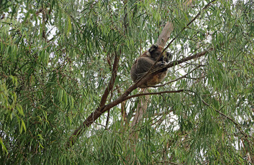 Koala sleeping on eucalyptus tree - Kennett River, Victoria, Australia