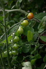 Cherry Tomatoes Ripening on Vine in Garden