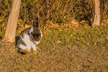 Cat cleaning its paw in front tree